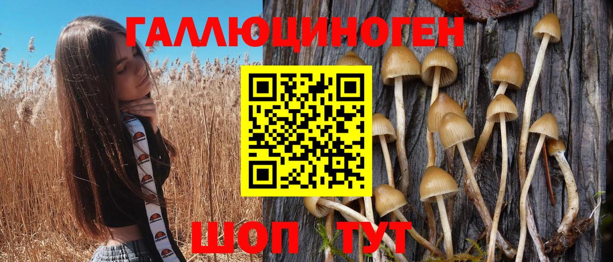 Обь  Галлюциногенные грибы Psilocybine cubensis  Вход с VPN 